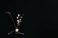 Letter `V` Victory of dry twigs of birch and twigs of willow and birch with young leaves on dark background. Symbolic concept of